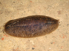 Phyllocaulis soleiformis