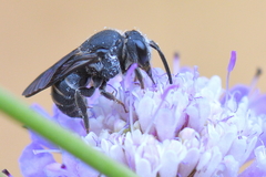 Stelis punctulatissima