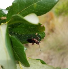 Apiomerus floridensis