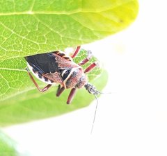 Apiomerus floridensis