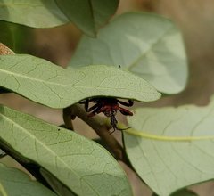 Apiomerus floridensis