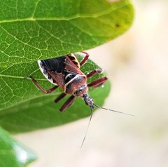 Apiomerus floridensis