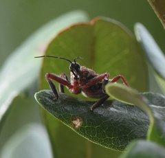 Apiomerus floridensis