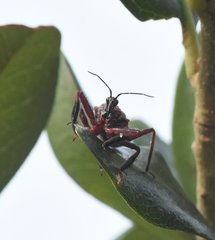 Apiomerus floridensis