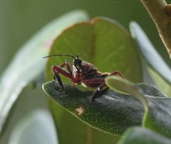 Apiomerus floridensis