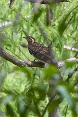 Dromococcyx phasianellus