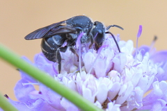 Stelis punctulatissima