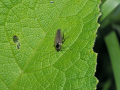 Ectobius erythronotus