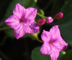 Commicarpus pentandrus