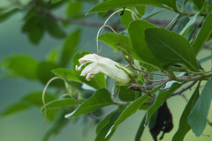 Eremogeton grandiflorus