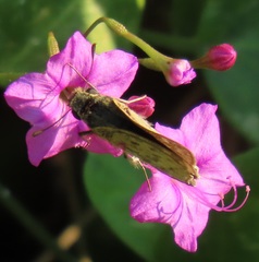 Commicarpus pentandrus