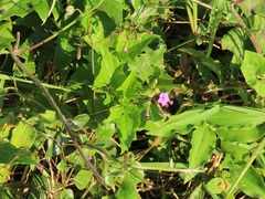 Commicarpus pentandrus