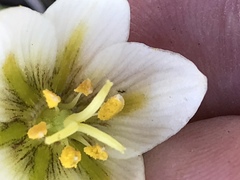 Fritillaria liliacea