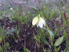 Fritillaria liliacea
