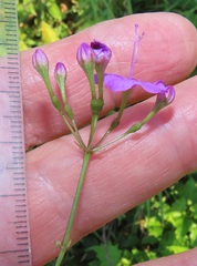 Commicarpus pentandrus