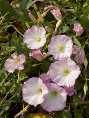 Convolvulus arvensis