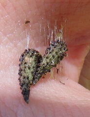 Commicarpus pentandrus