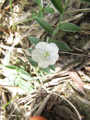 Evolvulus sericeus