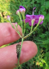 Commicarpus pentandrus