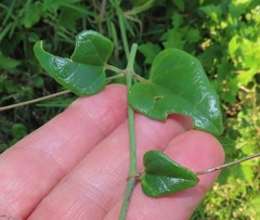 Commicarpus pentandrus