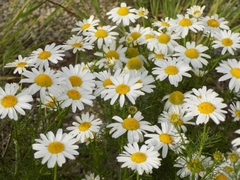 Tripleurospermum inodorum