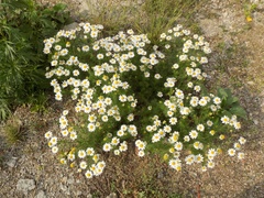 Tripleurospermum inodorum