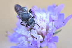 Stelis punctulatissima