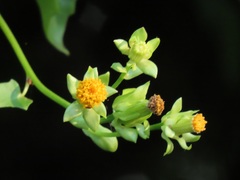 Senecio helminthioides