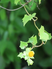 Senecio helminthioides