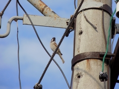 Passer montanus