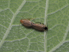 Ectobius erythronotus