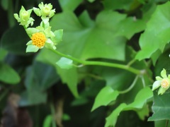 Senecio helminthioides