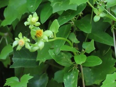 Senecio helminthioides