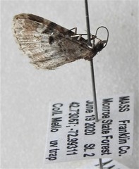 Eupithecia albicapitata