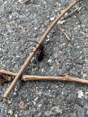 Purpuricenus humeralis