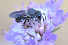 Stelis punctulatissima