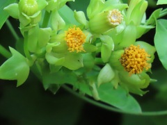 Senecio helminthioides