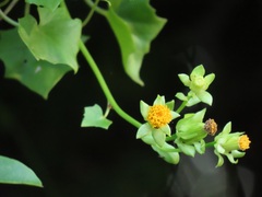 Senecio helminthioides