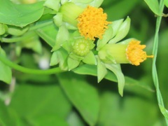 Senecio helminthioides