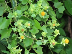 Senecio helminthioides