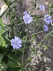 Cichorium intybus
