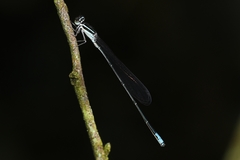 Aciagrion occidentale