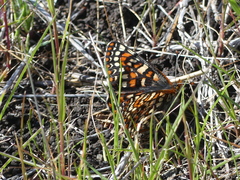 Euphydryas editha bayensis