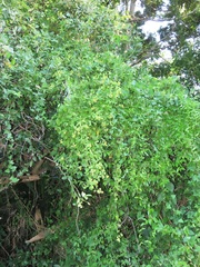 Senecio helminthioides