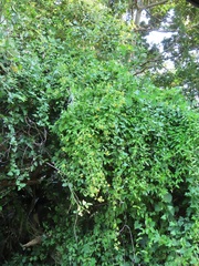 Senecio helminthioides