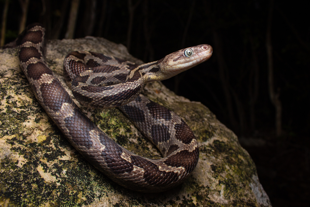 Yucatan Rat Snake