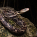 Yucatan Rat Snake - Photo (c) Pedro E. Nahuat-Cervera, some rights reserved (CC BY-NC), uploaded by Pedro E. Nahuat-Cervera