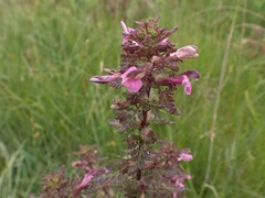 Pedicularis palustris