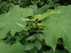 Dasineura irregularis