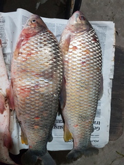 Megaleporinus obtusidens